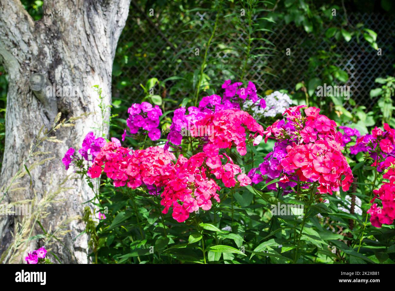 Garden phlox paniculata, bright summer flowers. Blooming branches of phlox in the garden on a sunny day. Stock Photo