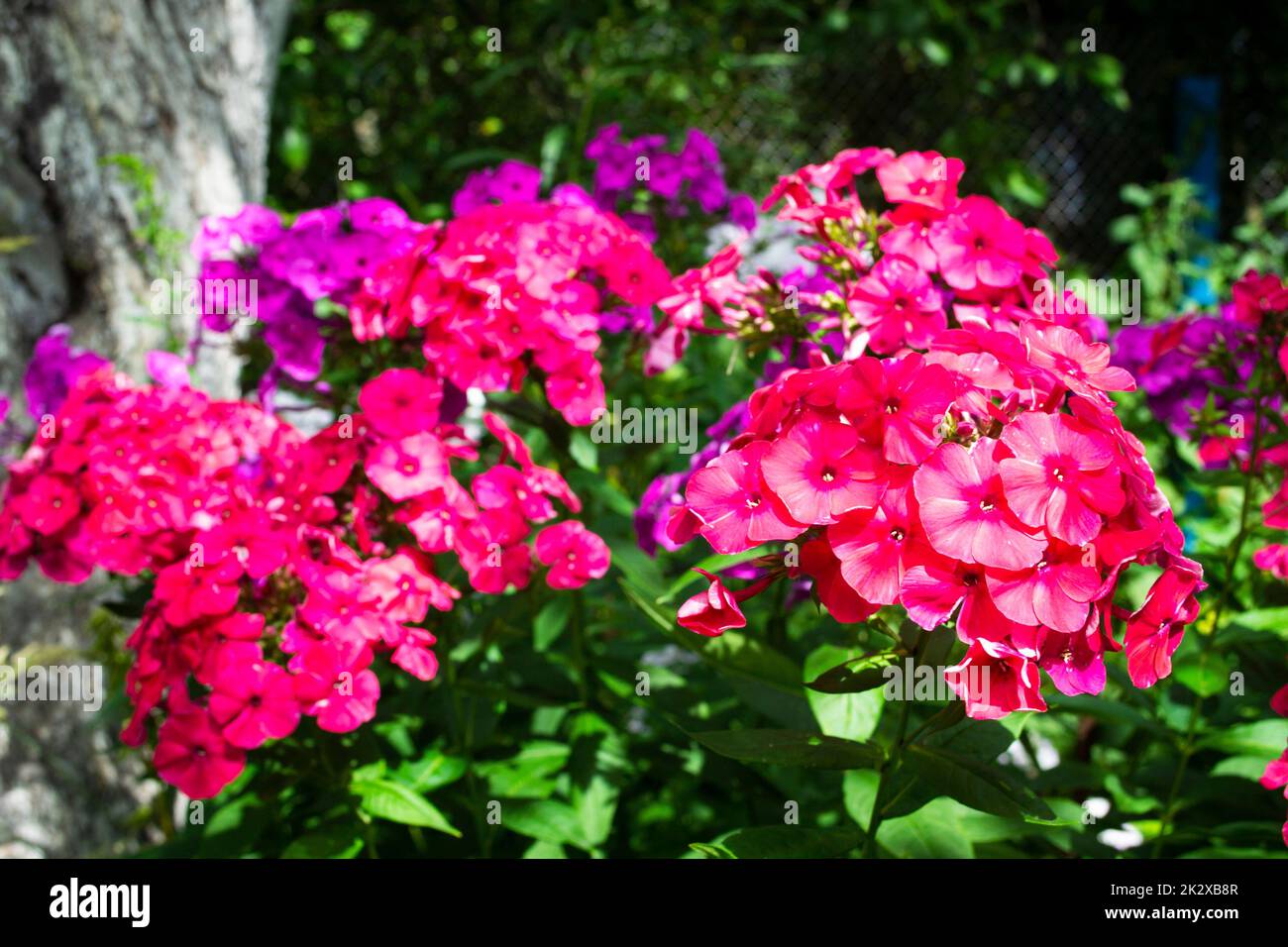 colorful flowers of phlox paniculata, colorful summer flowers in the garden, sunny day in the garden Stock Photo