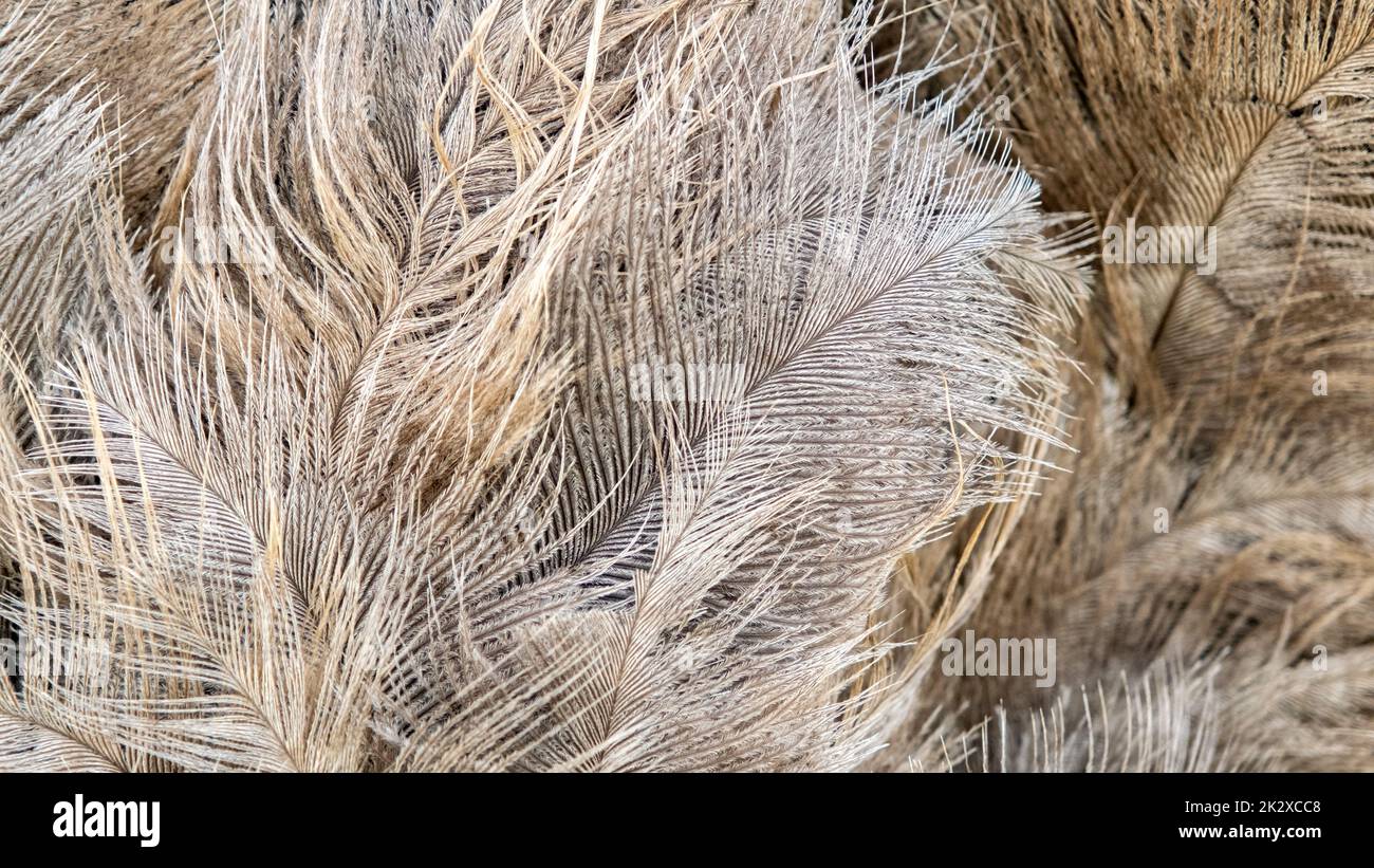 Brown ostrich feathers as an abstract background Stock Photo