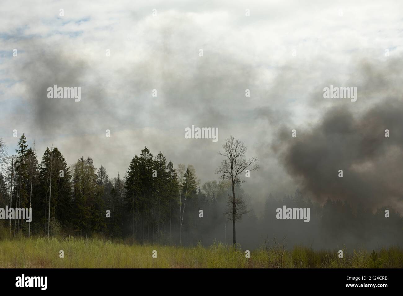 Smoke in woods. Fire in nature. Black smoke in countryside. It's dangerous situation. Stock Photo