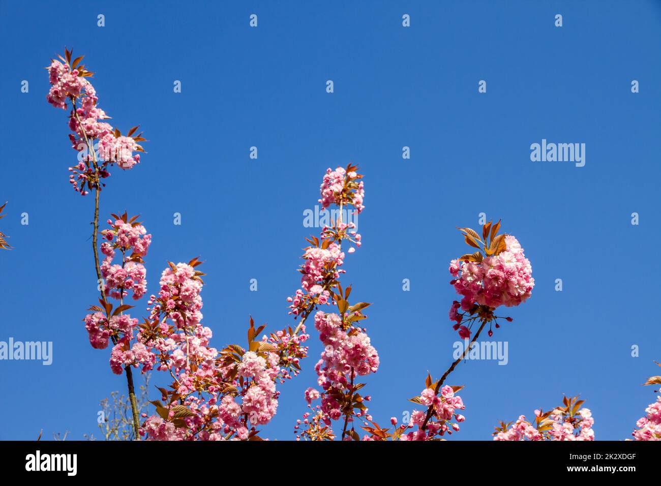 Japanese cherry blossom branch hi-res stock photography and images - Alamy