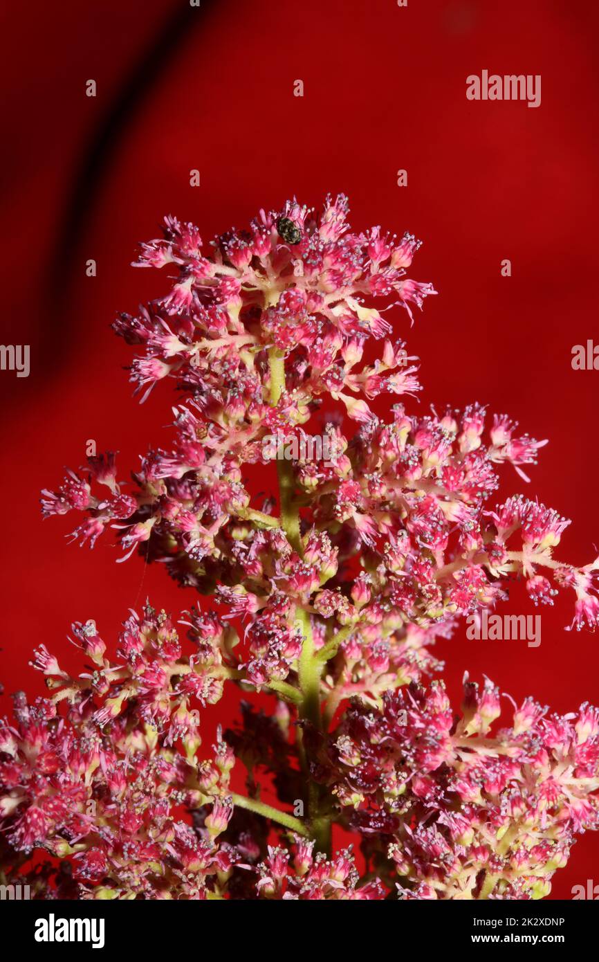 Purple flower blossom close up botanical background high quality big size prints astilbe japonica family saxifragaceae wall posters Stock Photo
