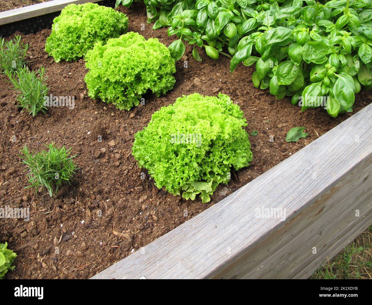 Leaf lettuce, basil and rosemary in a wooden raised garden bed Stock
