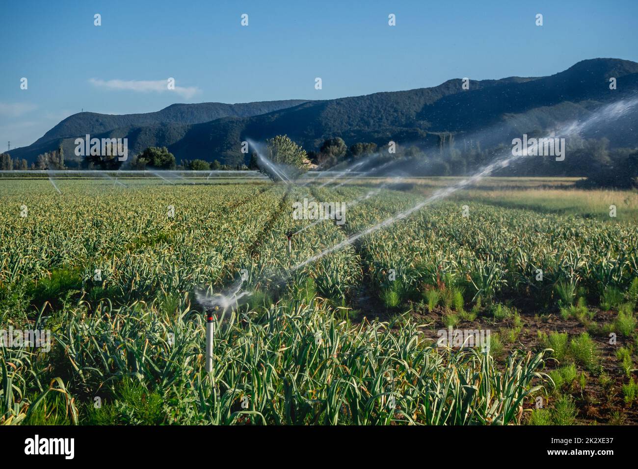 Sprinklers watering the farmland with a view of the mountains Stock Photo