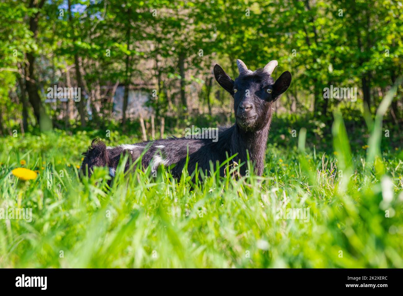 Black goat in grass Stock Photo