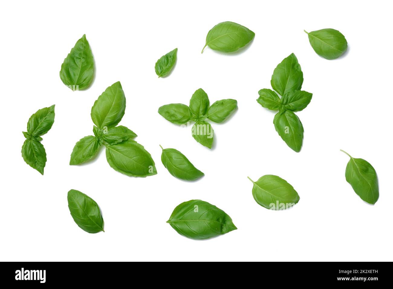 Various green basil leaves isolated on white background Stock Photo Alamy