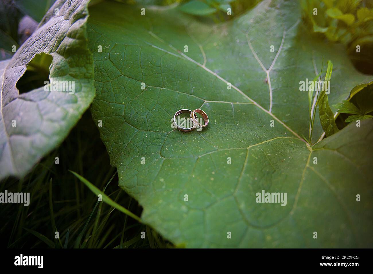 Two Golden wedding rings lie on leaves plant. Stock Photo