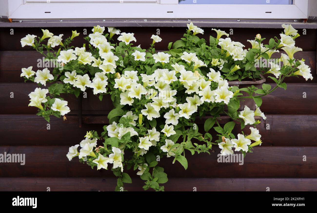 Window box full of white petunias. White flowering plants in a flower box in the window sill Stock Photo
