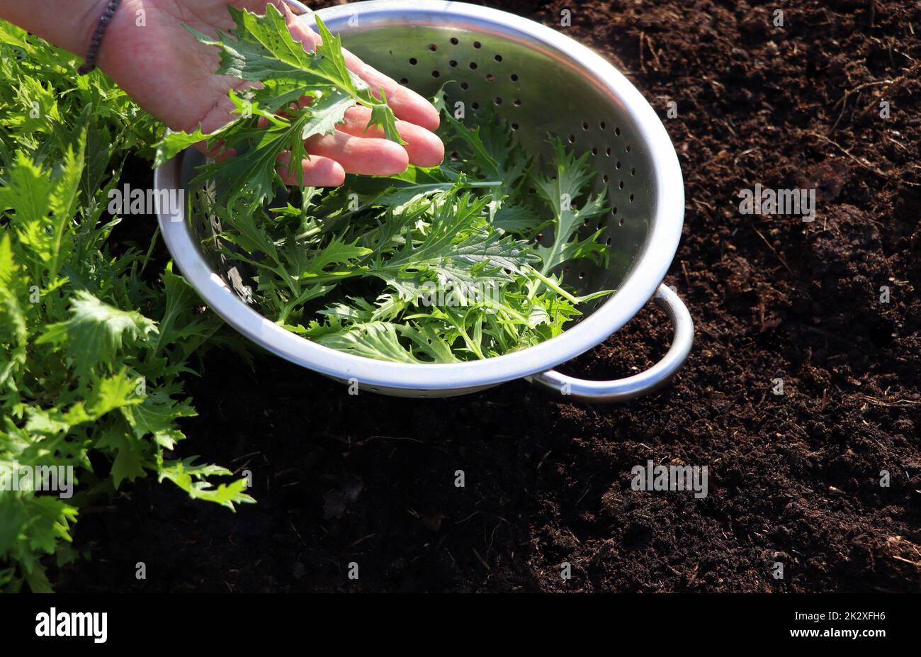 The background of green leaves of japanese mustard mizuna in the garden