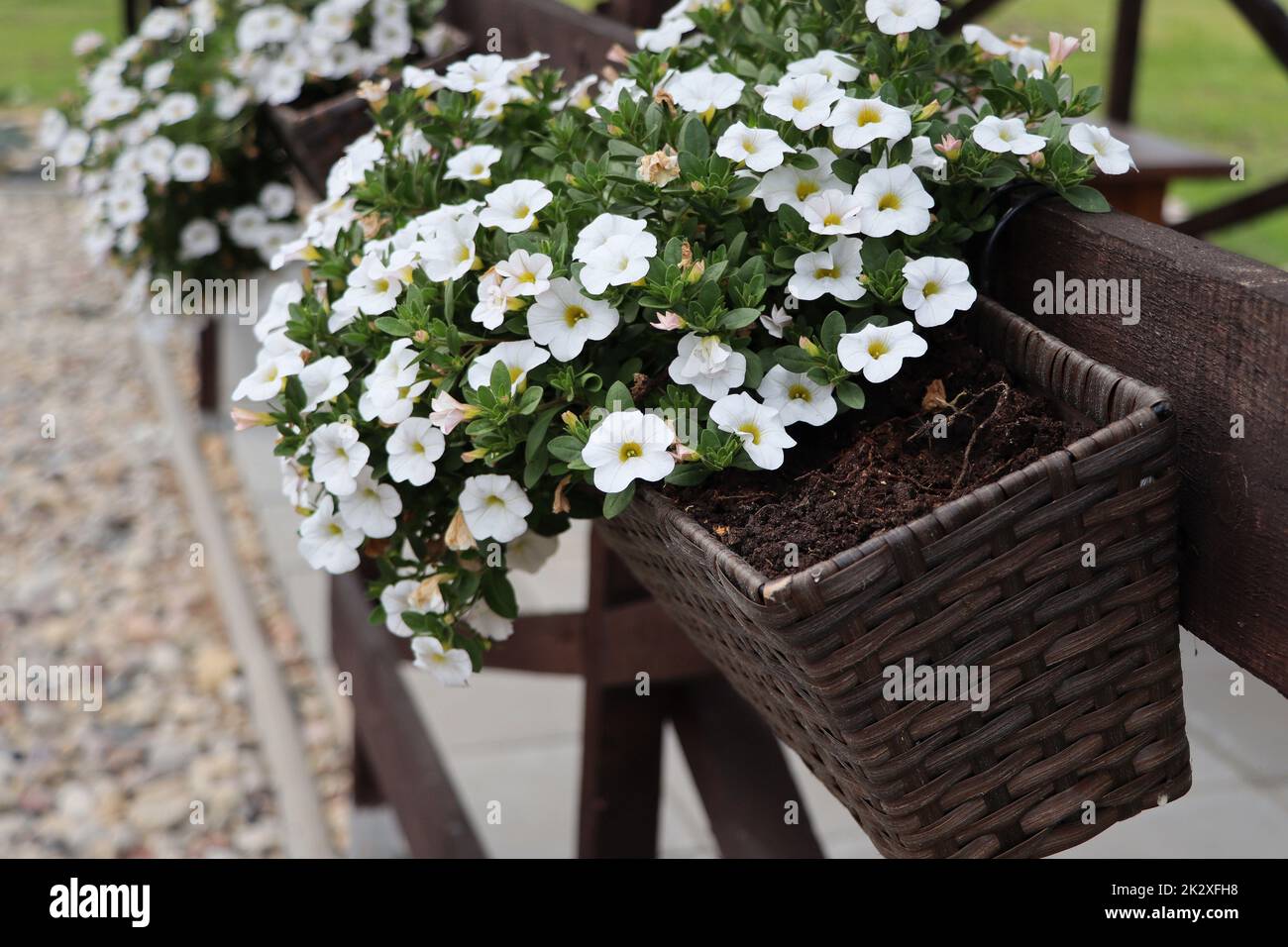 A beautiful garden window box planted with white summer flowers Stock Photo