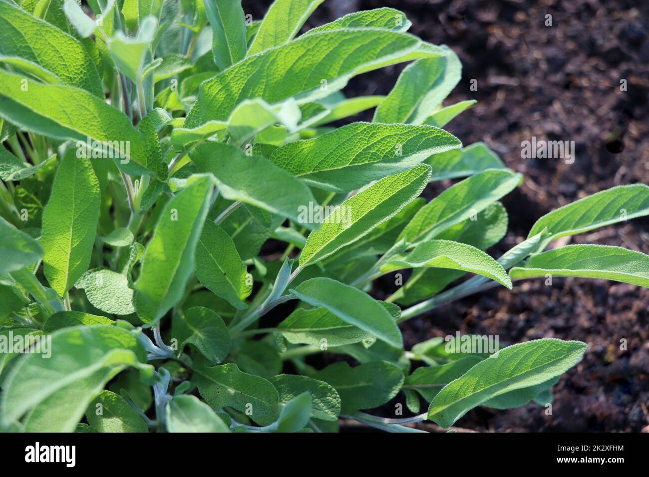 Salvia officinalis or common sage - perennial subshrub, used in medicinal and culinary. Bush of aromatic sage growing outdoors in the garden Stock Photo