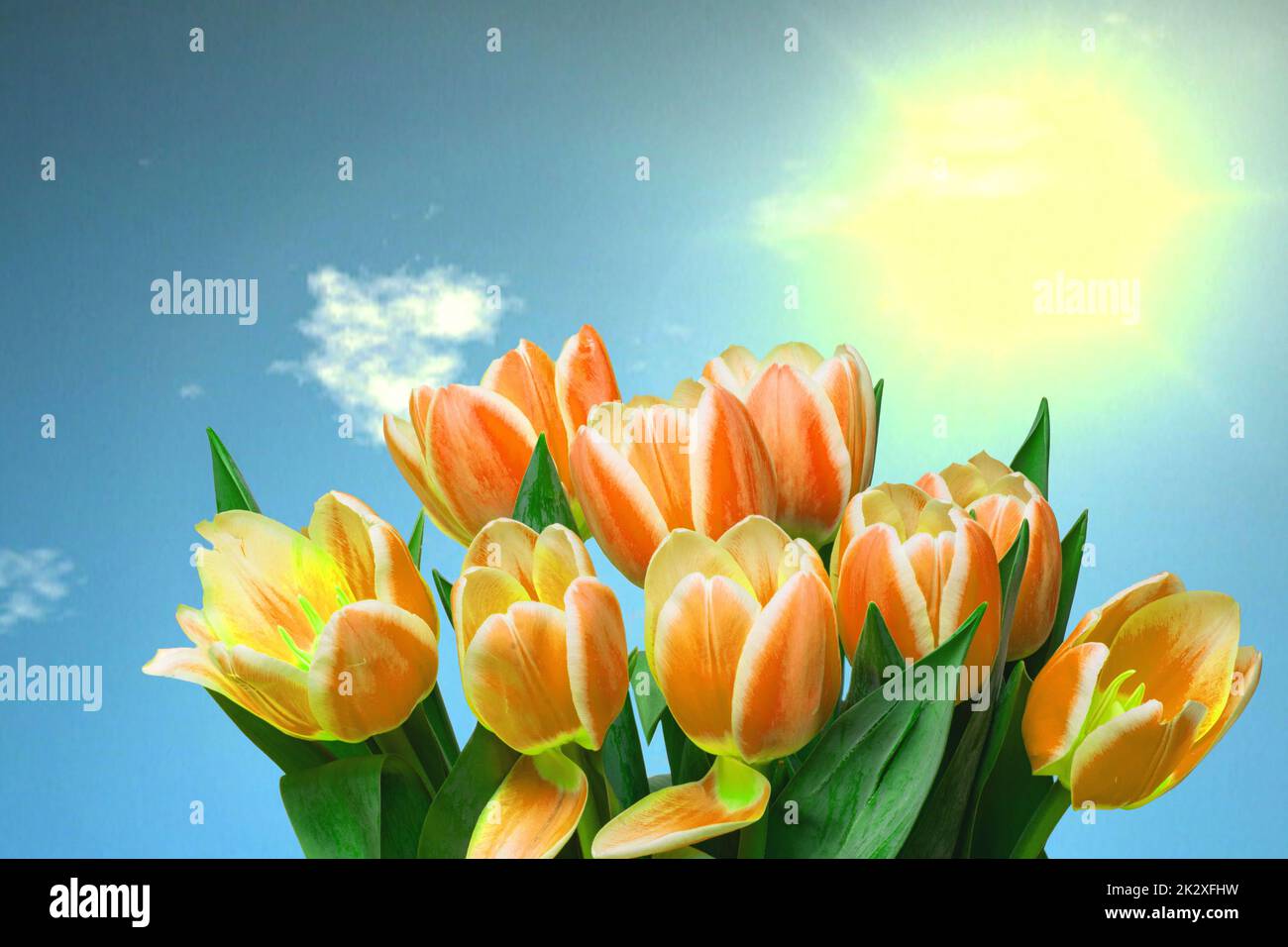 Greeting card template. Closeup of a fresh beautiful yellow tulips bouquet over abstract blurred blue sky background. Space for text design. Spring, valentine, mothers or wedding day card. Macro. Stock Photo