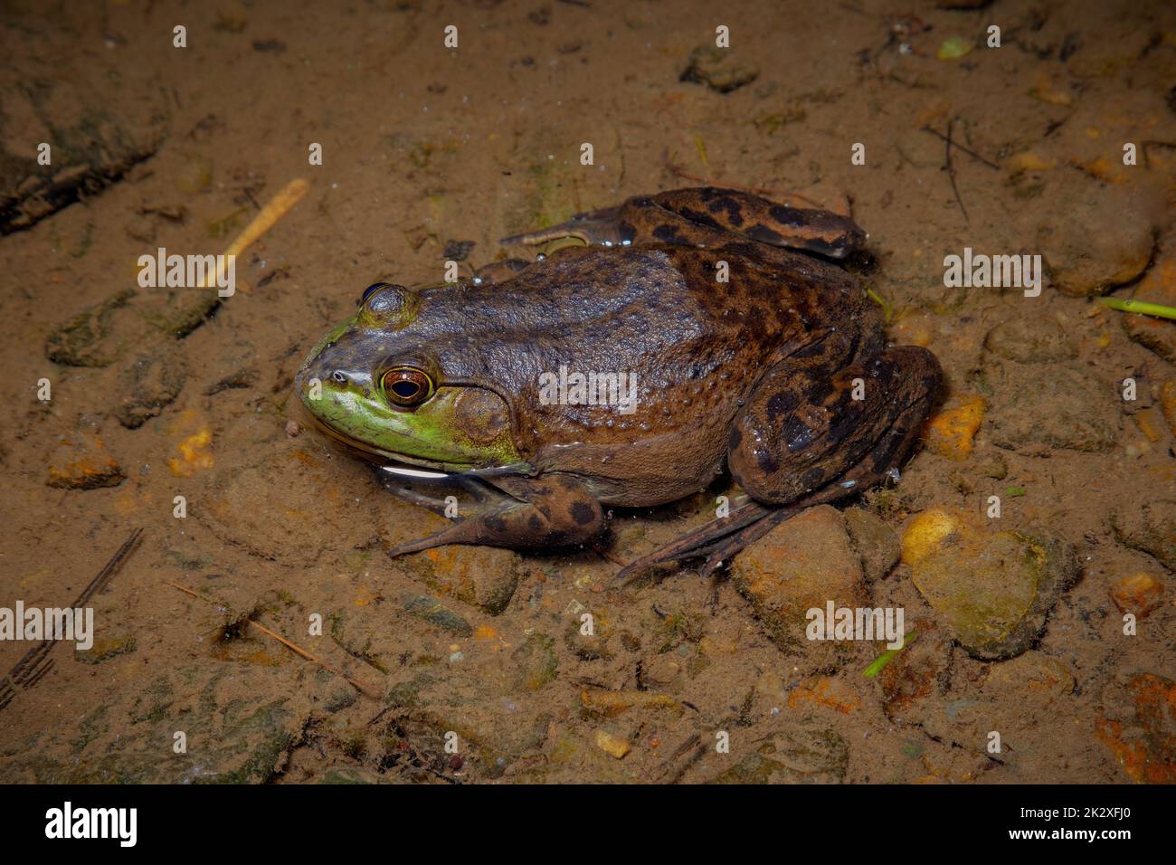 big frog in lake bullfrog water amphibian wildlife animal pond environment Stock Photo