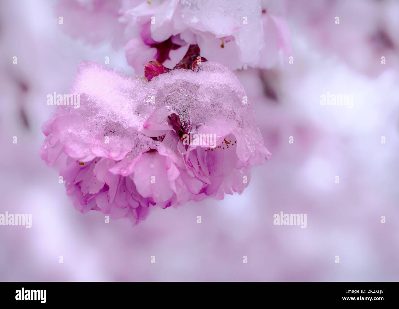 Snow covered pink cherry blossoms Stock Photo