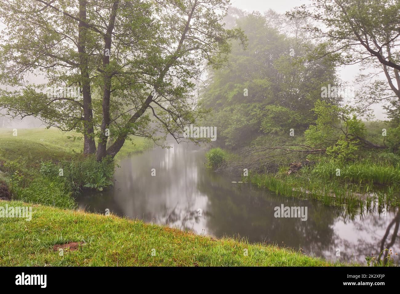 Morning Rural Scene Summer foggy calm morning rural scene. Creek in misty woodland. Alder ...