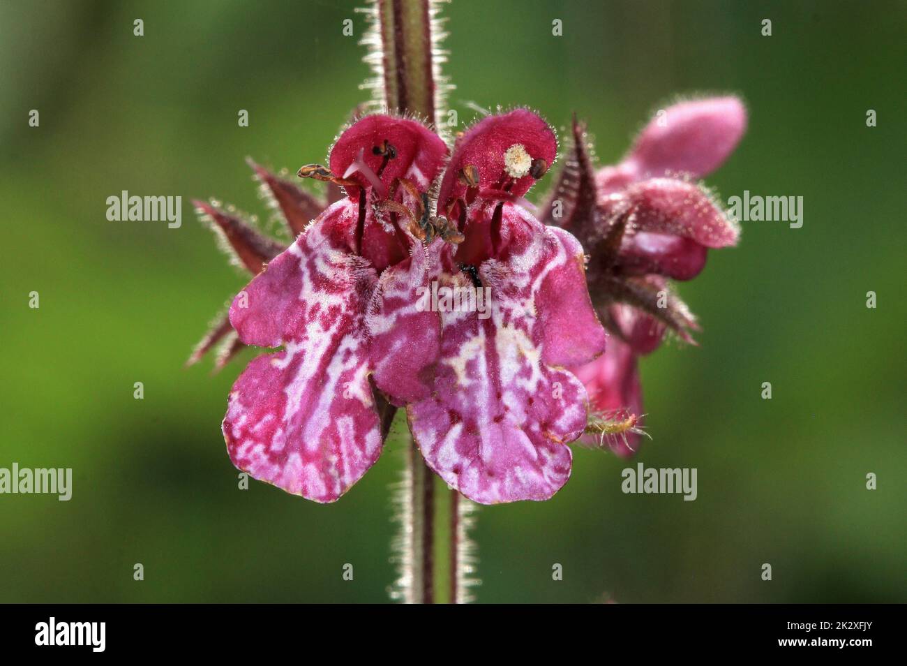 Stachys sylvatica, hedge woundwort, flowers, looking like orchids Stock Photo