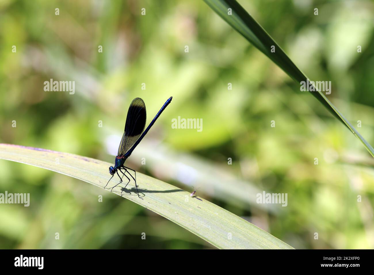 GebÃ¤nderte Prachtlibelle (Calopteryx splendens) - MÃ¤nnchen Stock Photo