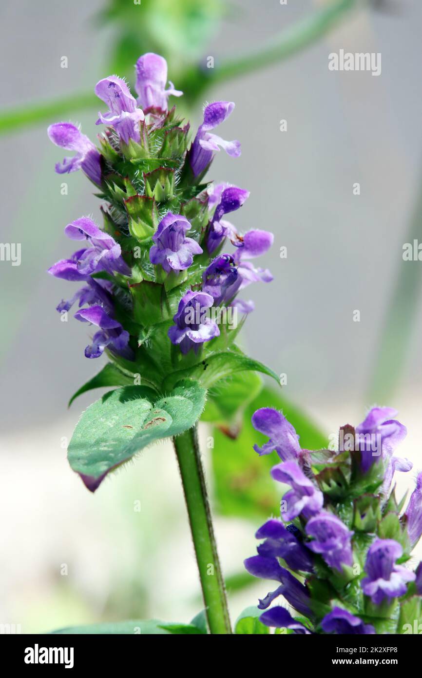 Blutenstand lippenblutler hires stock photography and images Alamy