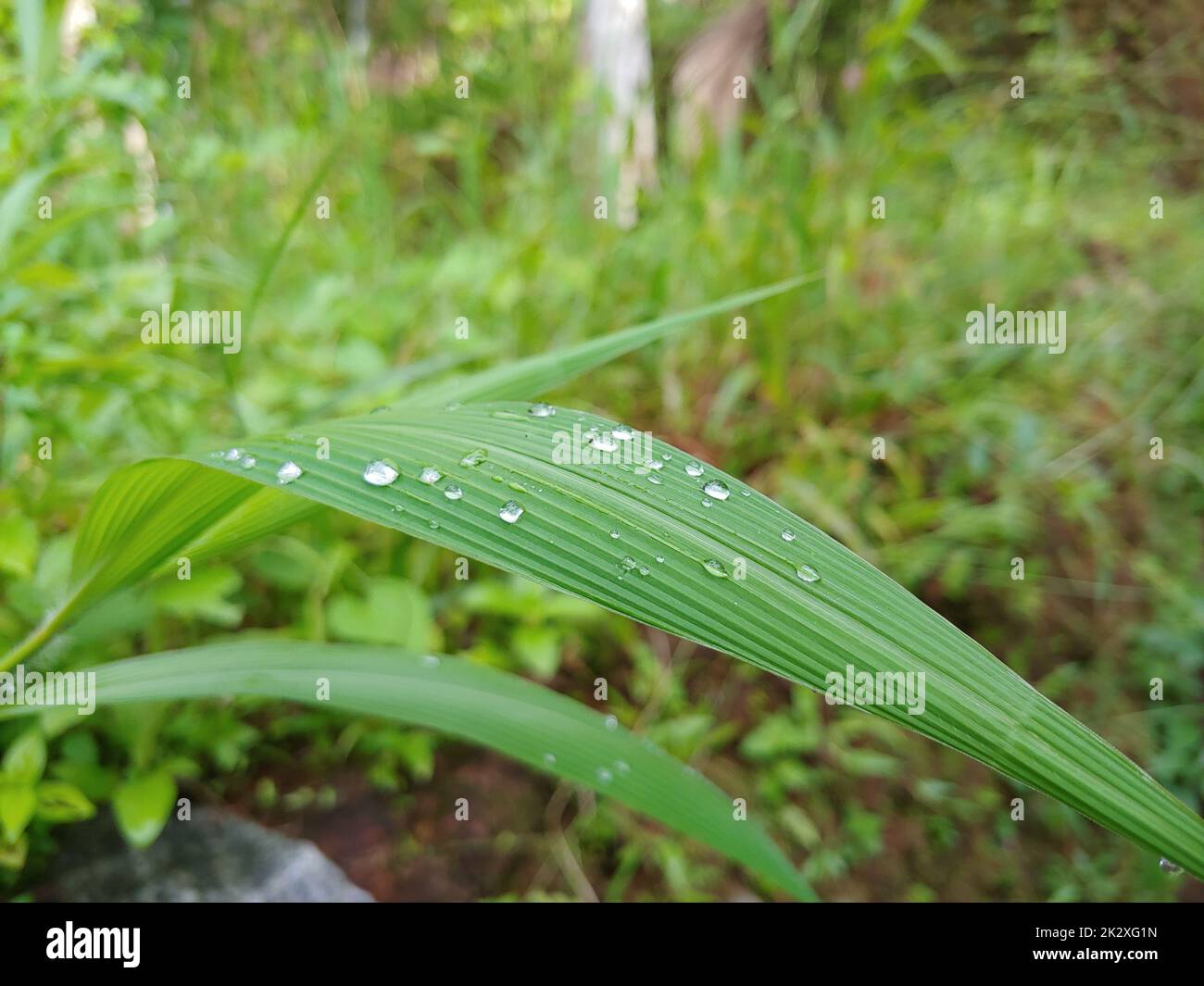 Water droplets on green grass Stock Photo