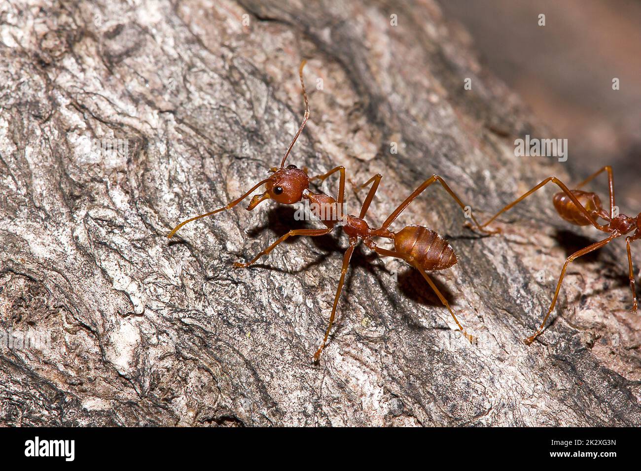 OWeaver ants or Green ants. On dry wood. Stock Photo