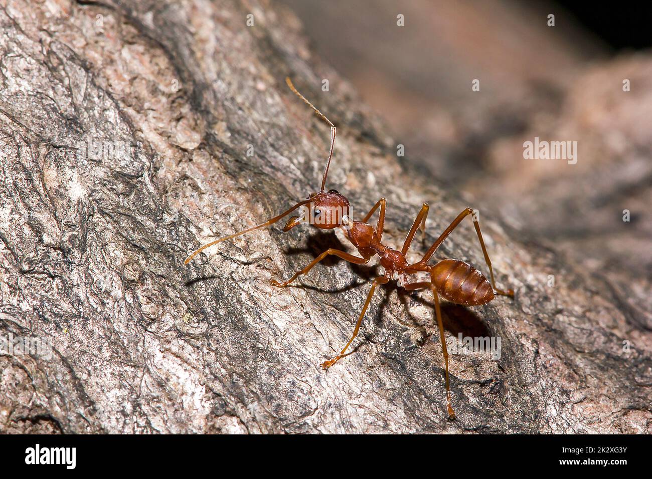 OWeaver ants or Green ants. The body, tentacles, and legs are orange on dry wood. Stock Photo