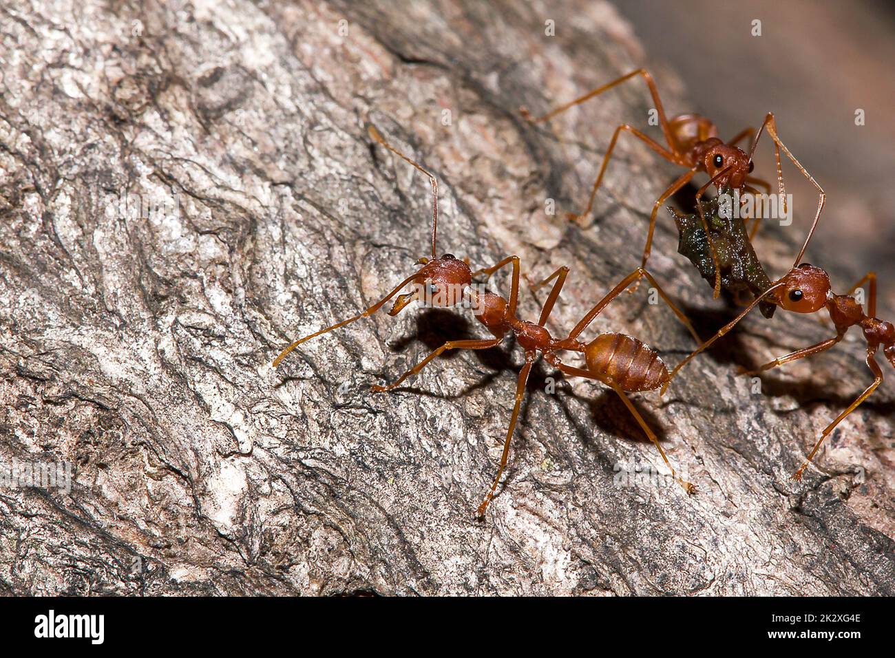 OWeaver ants or Green ants. On dry wood. Stock Photo