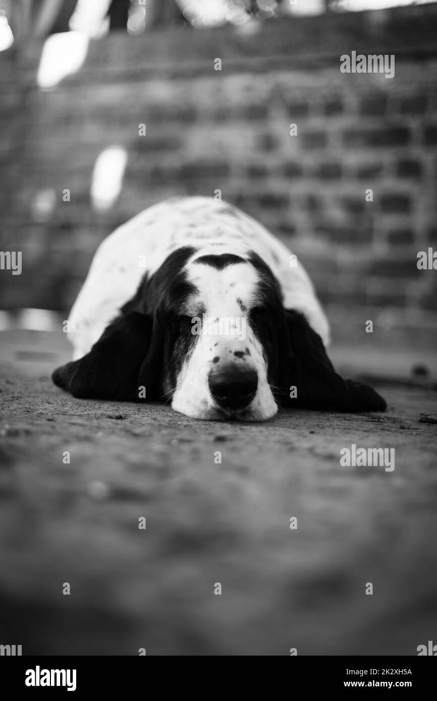 A closeup of Basset Hound dog lying on ground in black and white Stock Photo