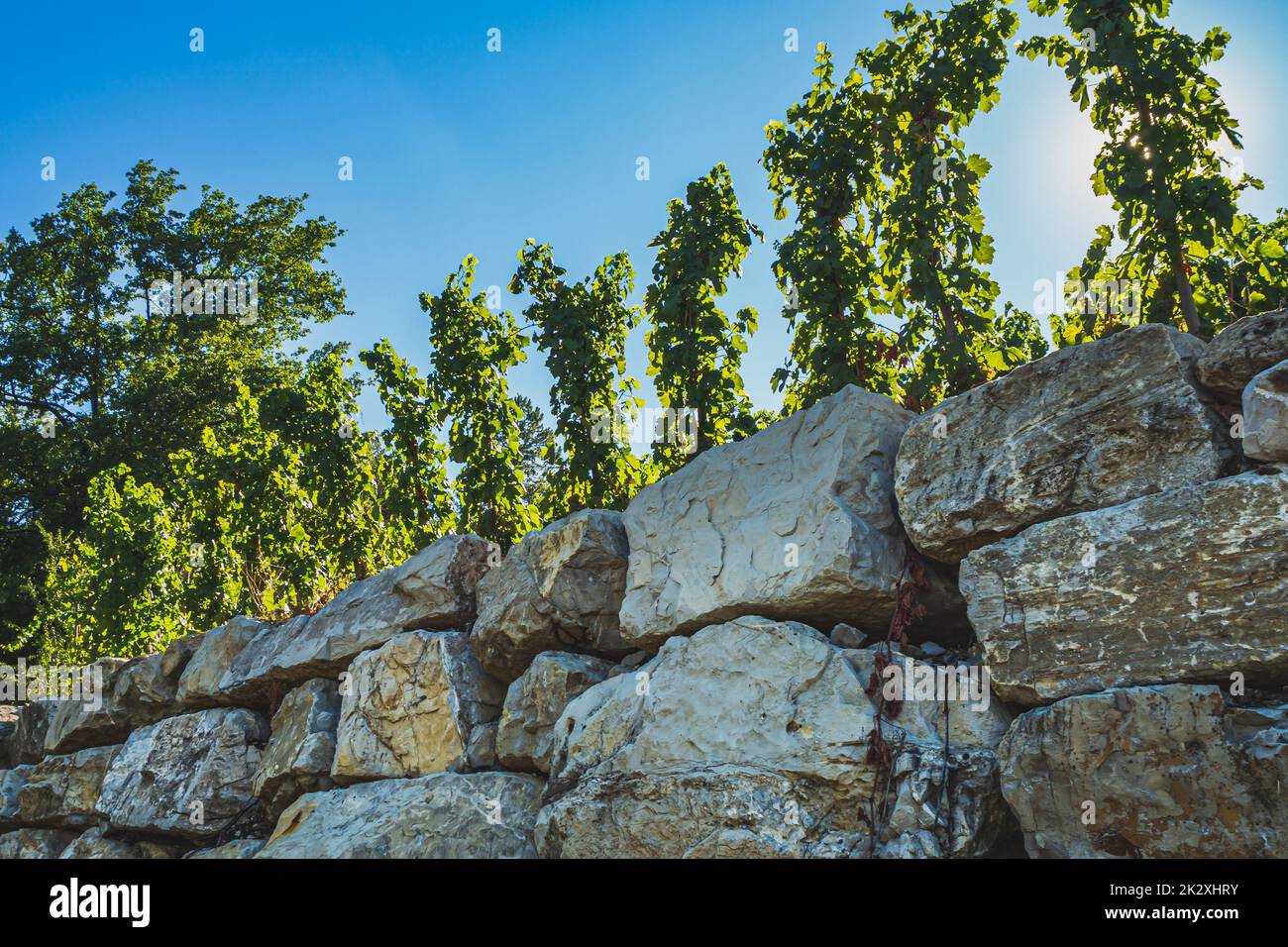 White Grape field on the slope of a rocky mountain Stock Photo