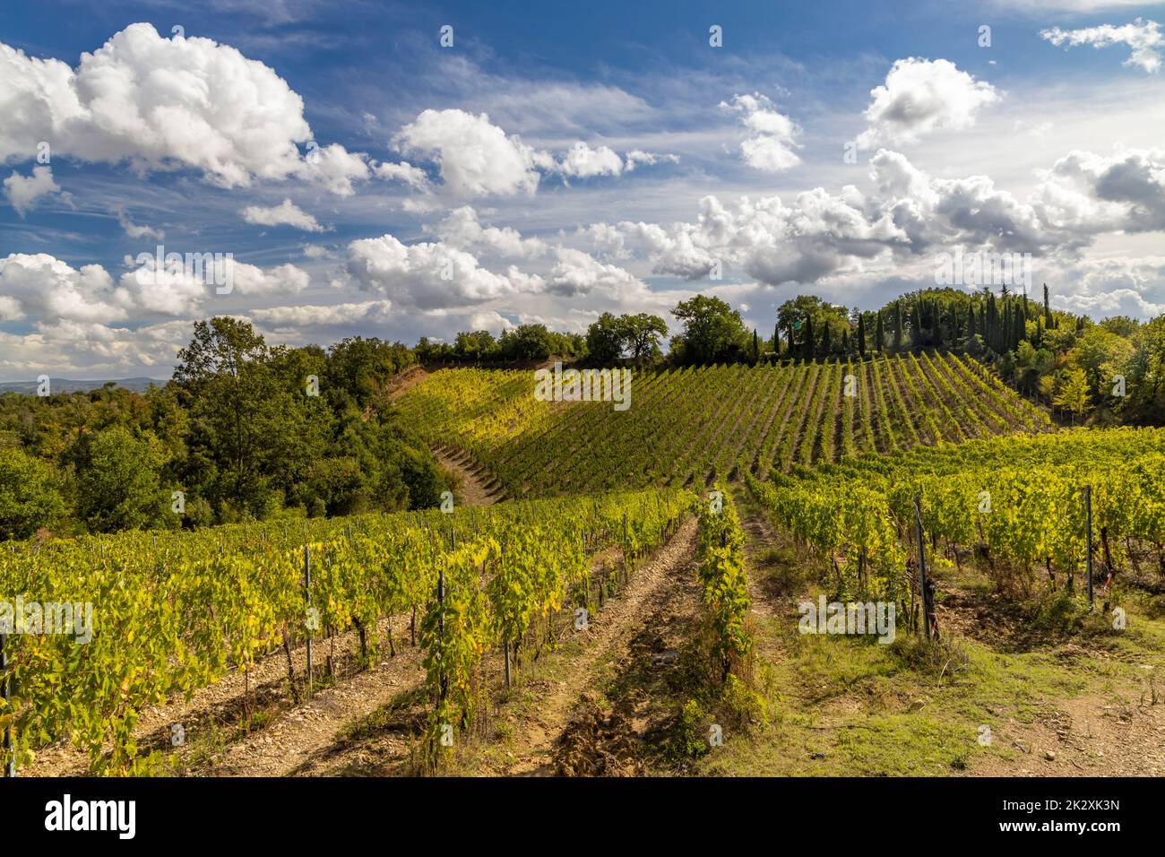 Tuscany's most famous vineyards near town Montalcino in Italy Stock