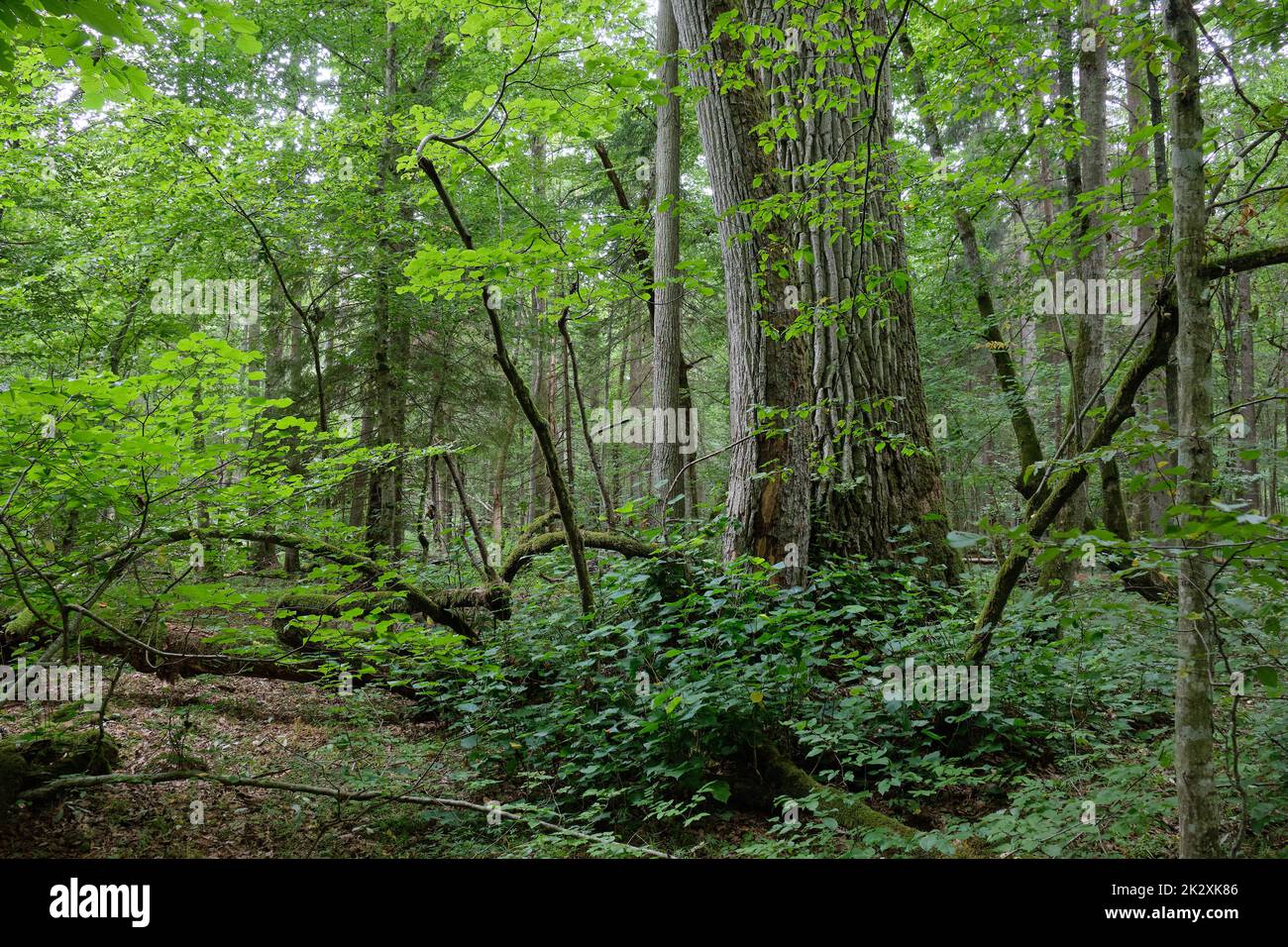 Broken old ash tree and old oak tree Stock Photo Alamy