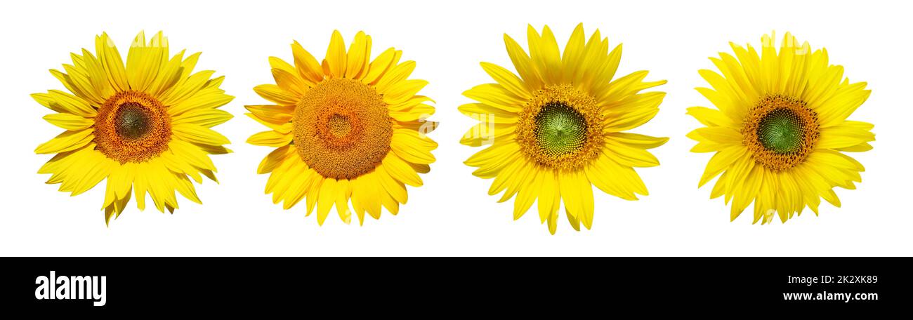 Flower of sunflower isolated on white background Stock Photo - Alamy