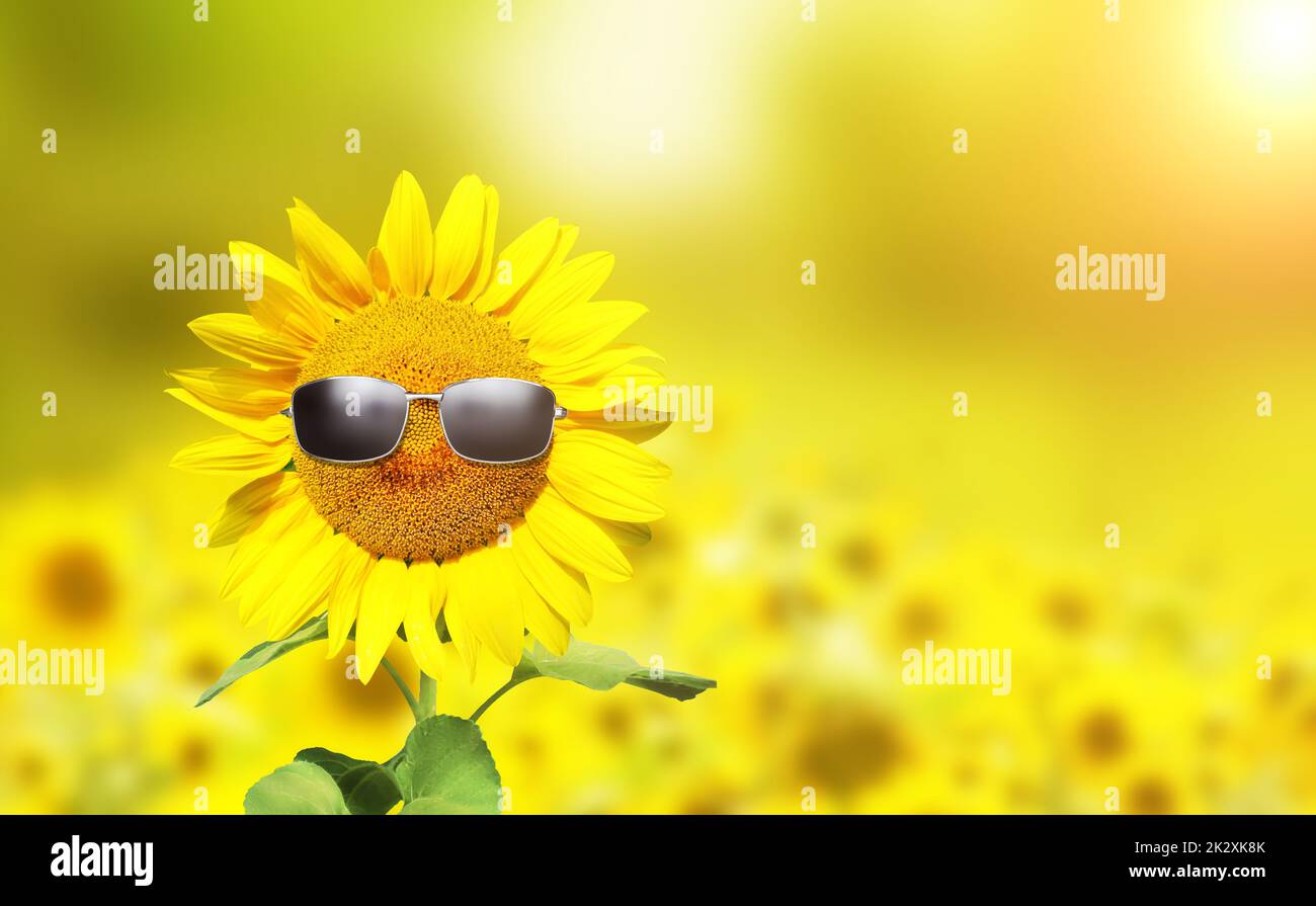 Funny sunflower with sunglasses on a sunset Stock Photo