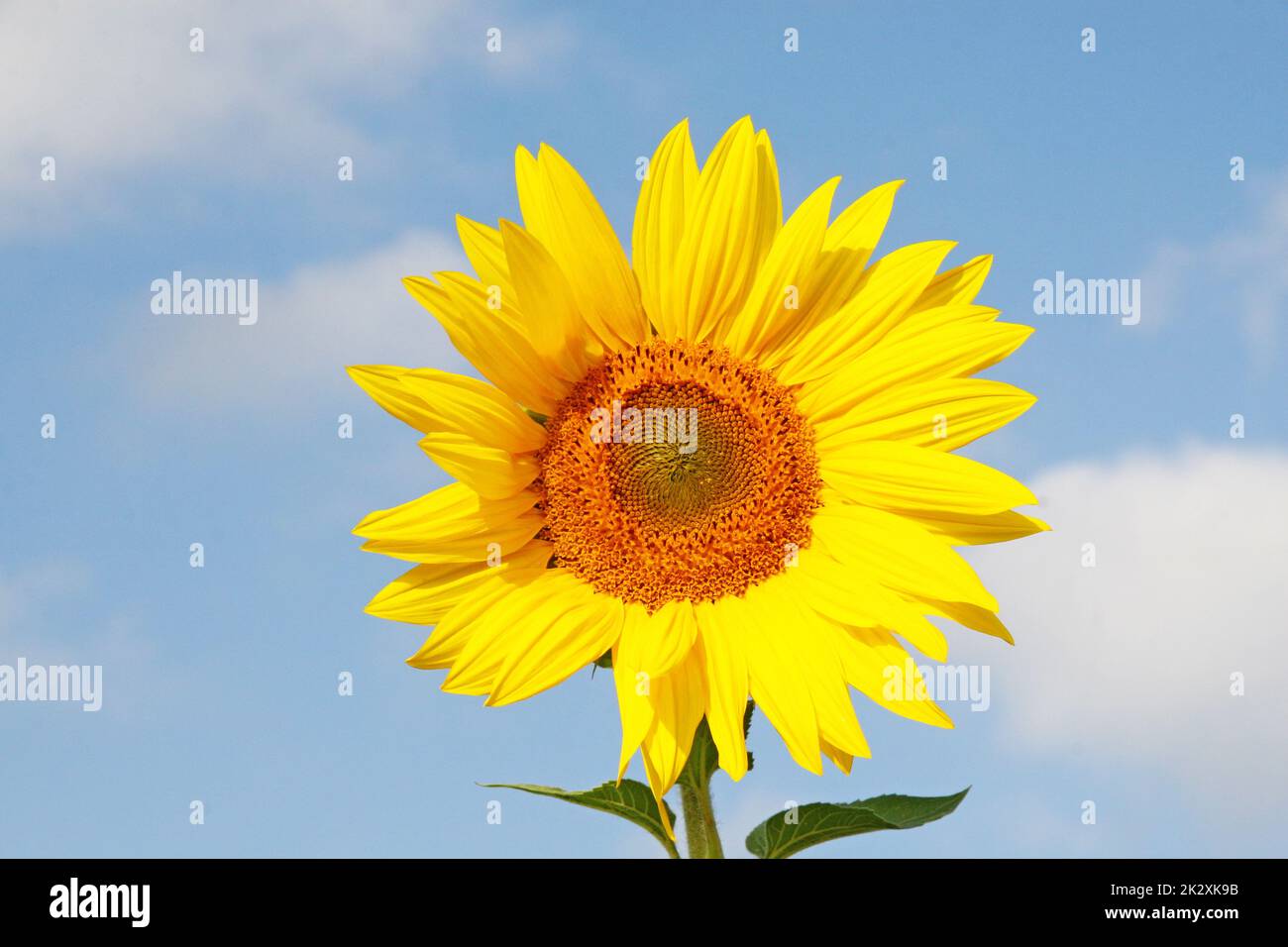 Field of blooming sunflowers on a background blue sky Stock Photo - Alamy