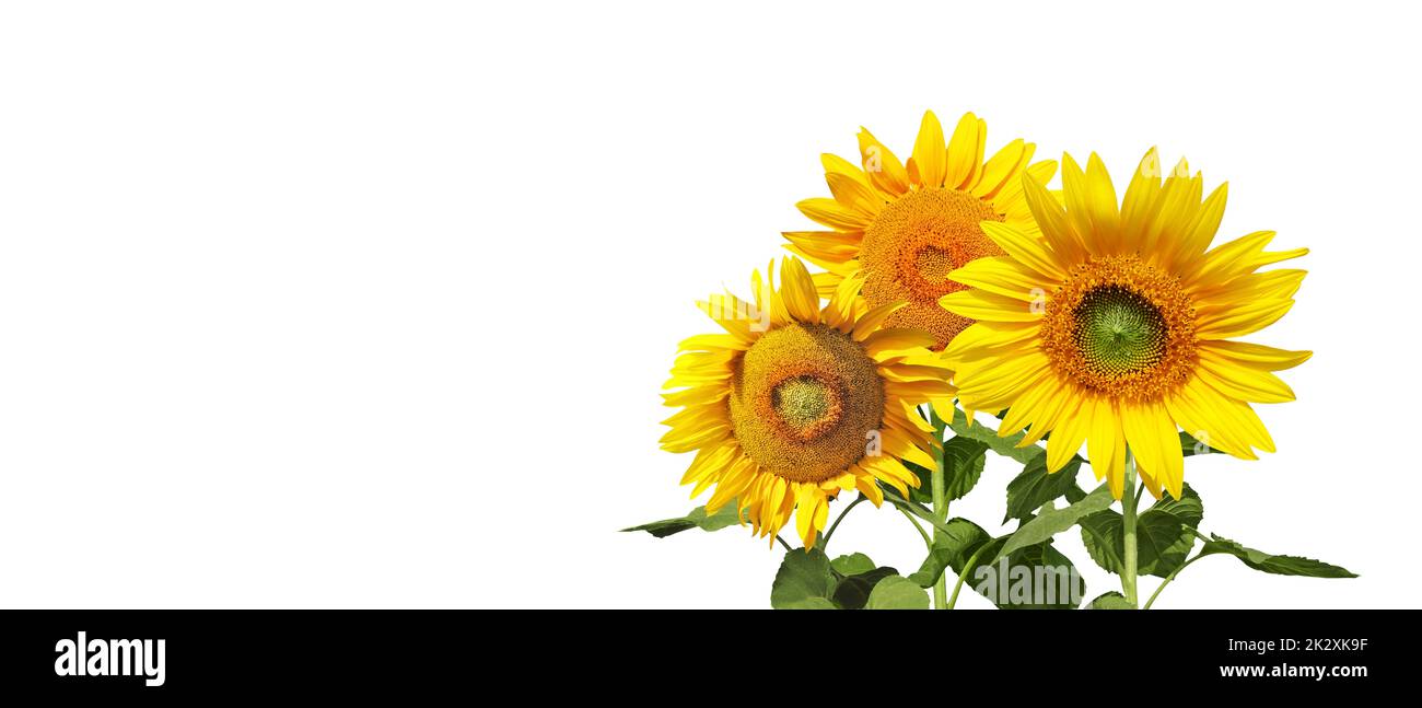 Flower of sunflower isolated on white background Stock Photo - Alamy