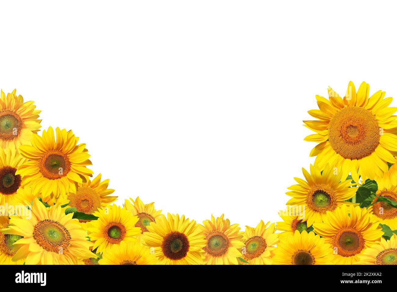 Flower of sunflower isolated on white background Stock Photo - Alamy