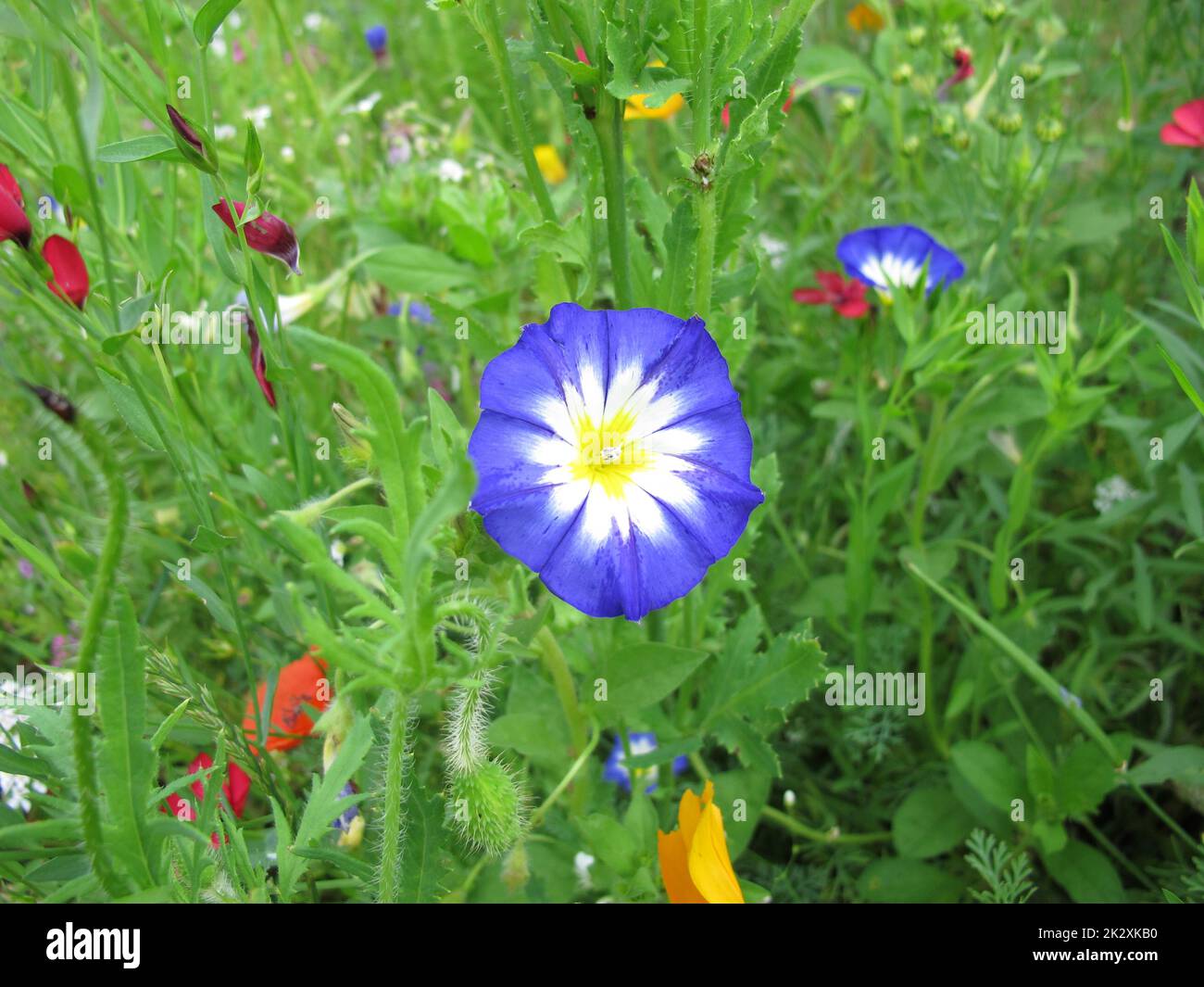 Blue Morning glory in a flower meadow, Ipomoea nil Stock Photo