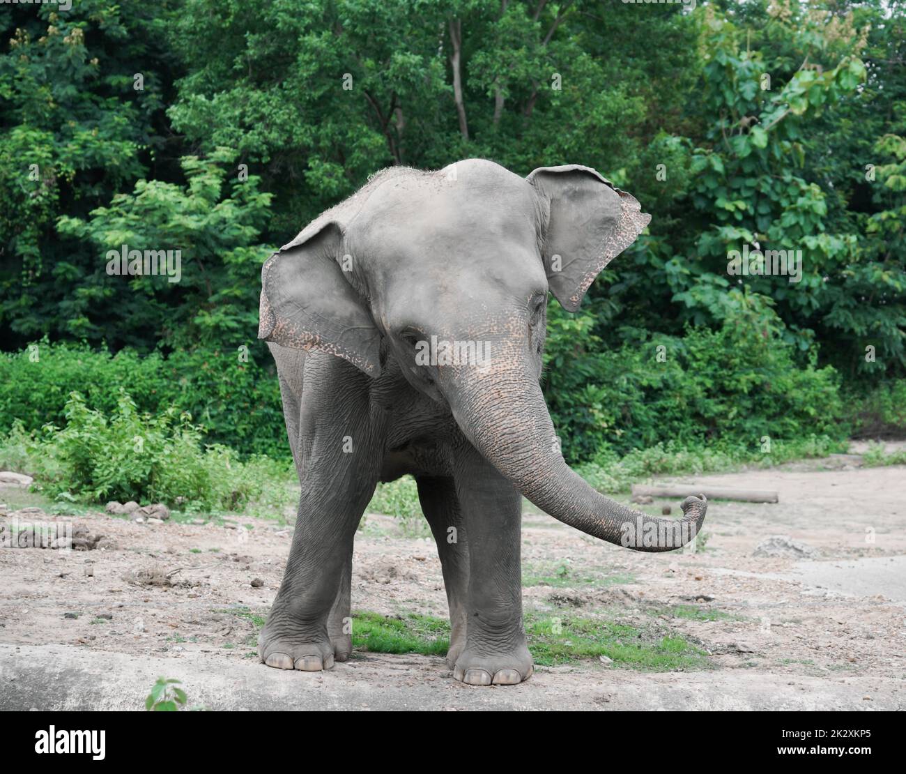 young asiatic elephant at zoo Stock Photo