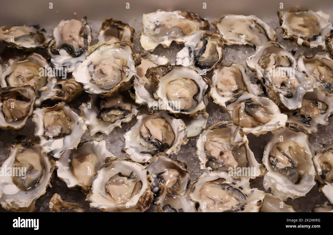 Many opened oysters in a plastic tub waiting for further processing. Stock Photo