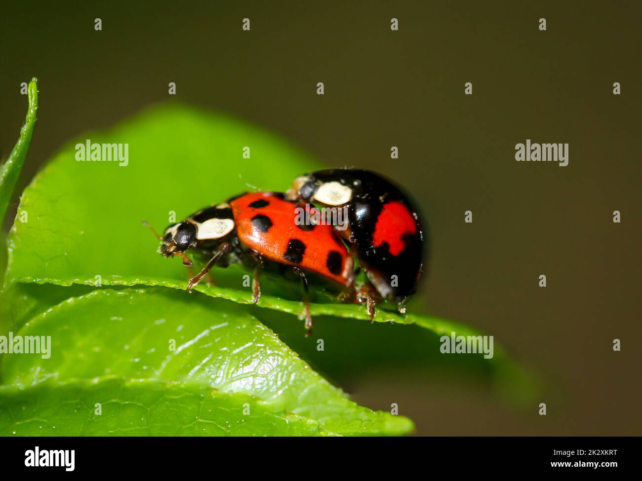 On a tree leaf sit two differently drawn ladybugs and mate Stock Photo ...