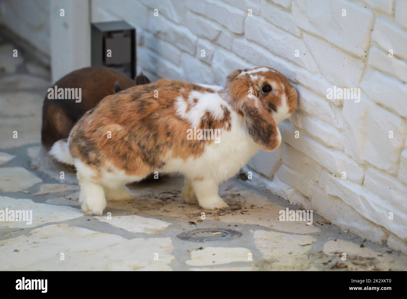 A portrait, close-up of a dwarf rabbit Stock Photo - Alamy