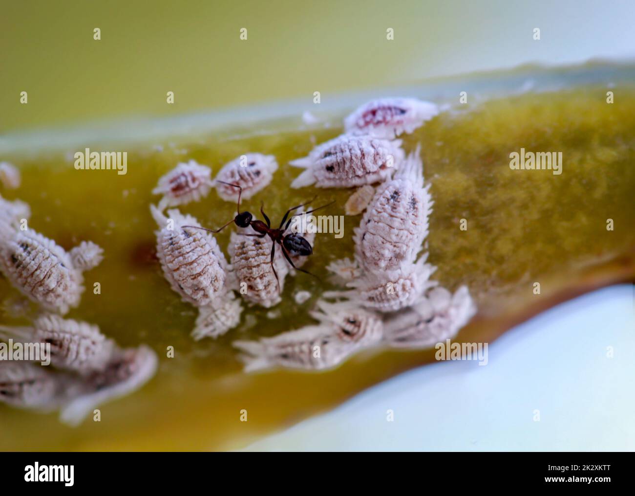 Pest mealybug on an agave, macro - closeup Stock Photo - Alamy