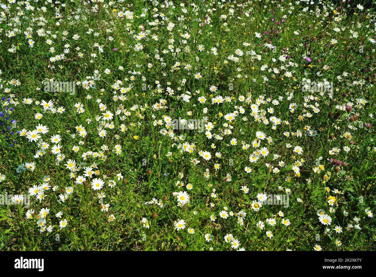 Colorful flower meadow in June Stock Photo