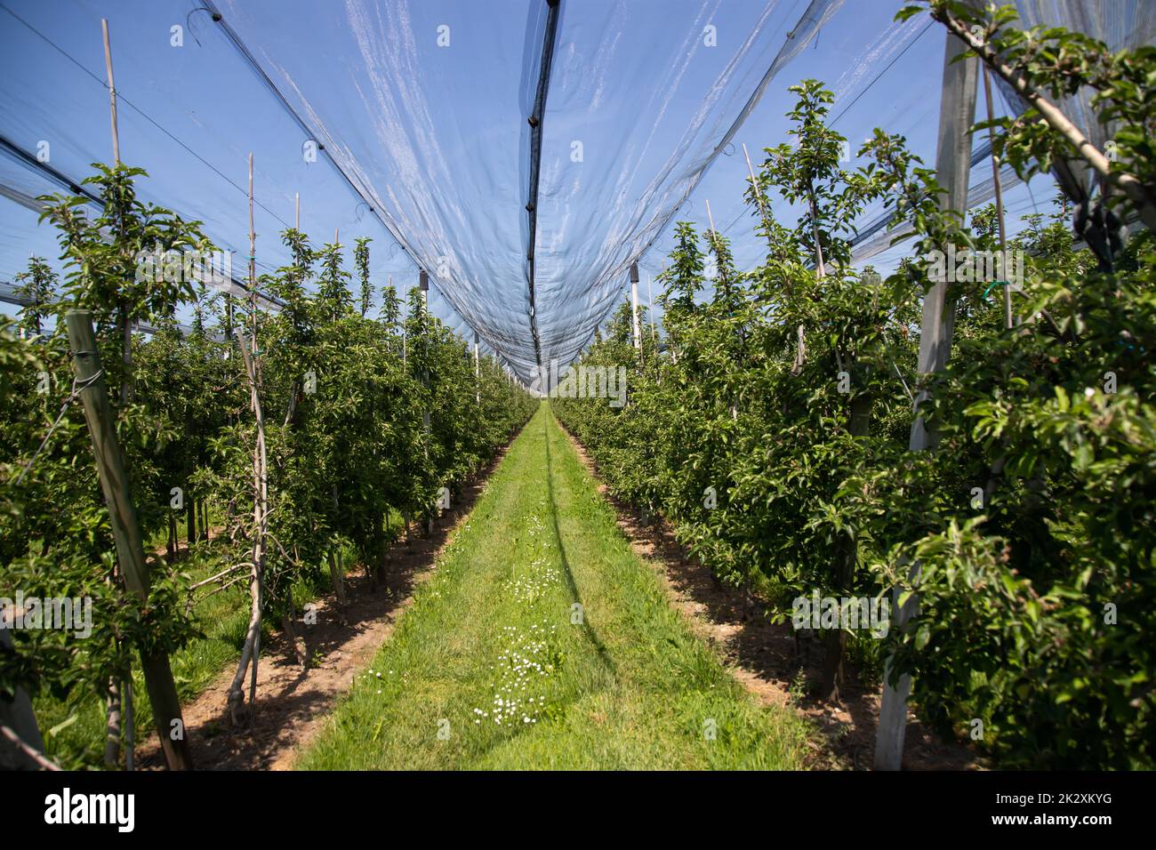 Orchard with anti hail net Stock Photo
