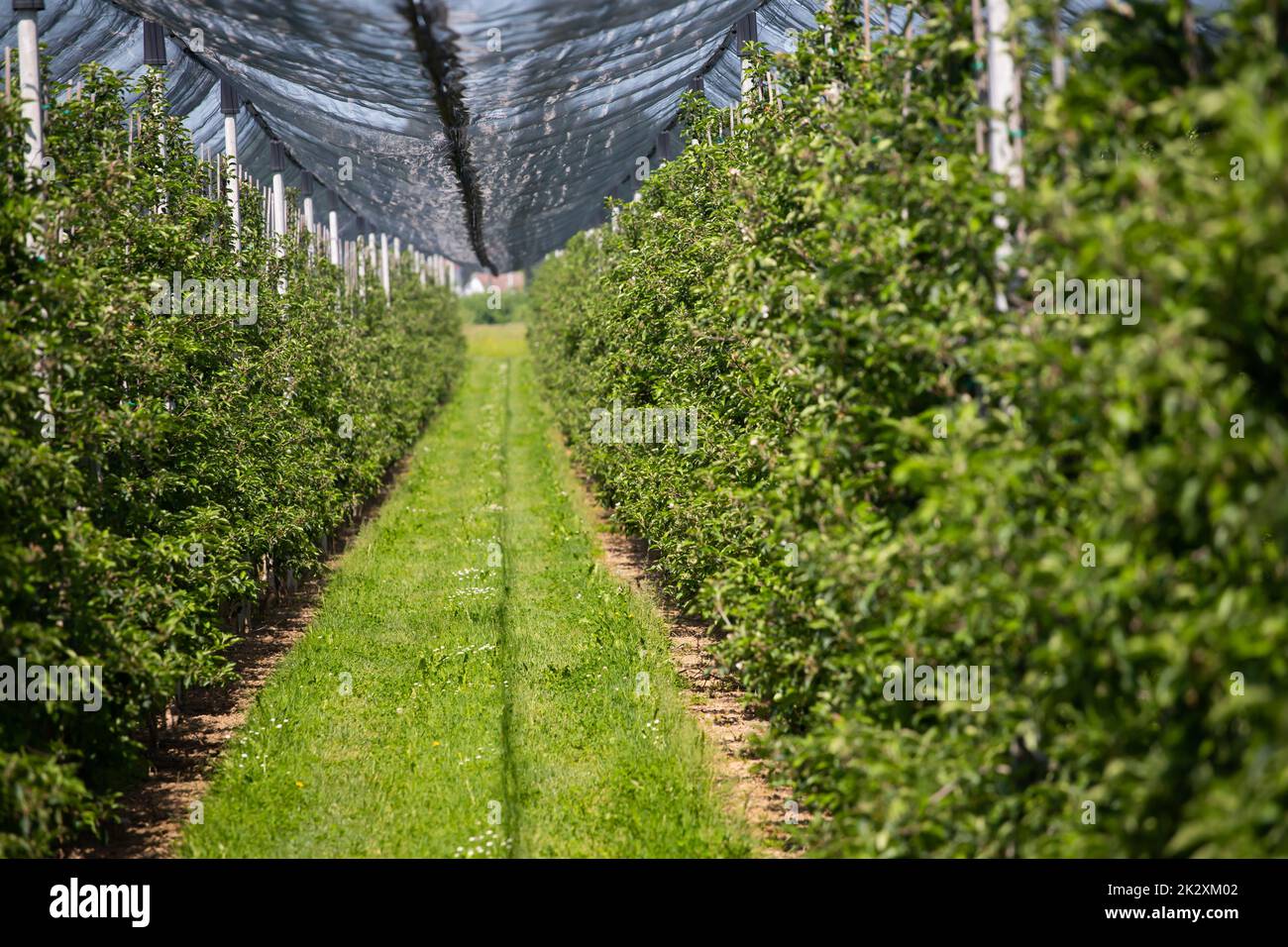 Orchard with anti hail net Stock Photo