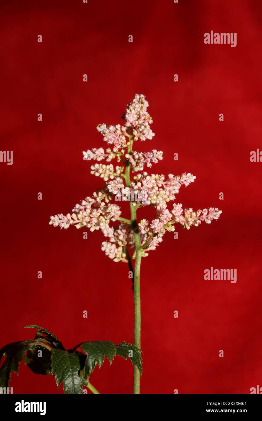 White flower blossoming close up botanical background high quality big size prints astilbe japonica family saxifragaceae wall posters Stock Photo