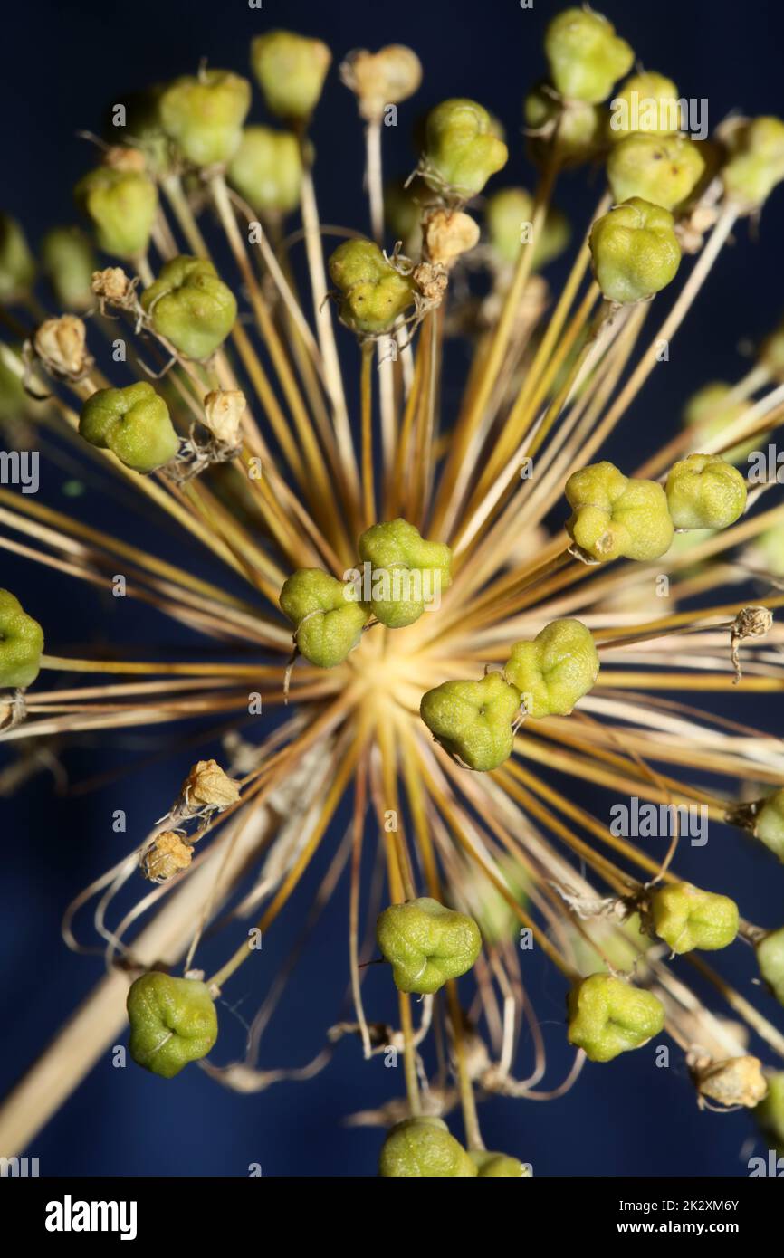 Flower blossom close up botanical background allium nigrum family amaryllidaceae high quality big size prints Stock Photo