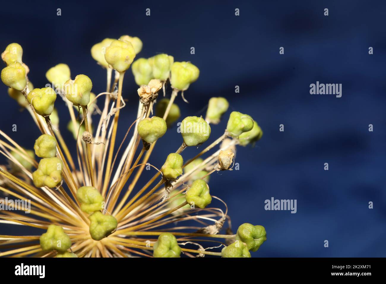 Flower blossom close up botanical background allium nigrum family amaryllidaceae high quality big size prints Stock Photo
