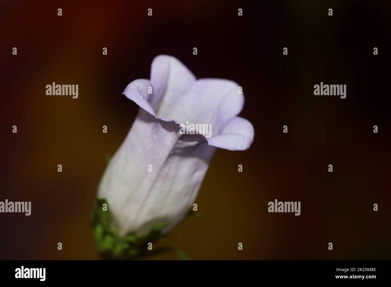 Flower blossom close up Campanula medium family campanulaceae high quality big size prints shop wall posters home decor natural plants Stock Photo