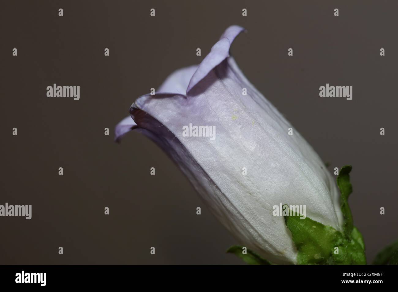 Flower blossom close up Campanula medium family campanulaceae high quality big size prints shop wall posters home decor natural plants Stock Photo