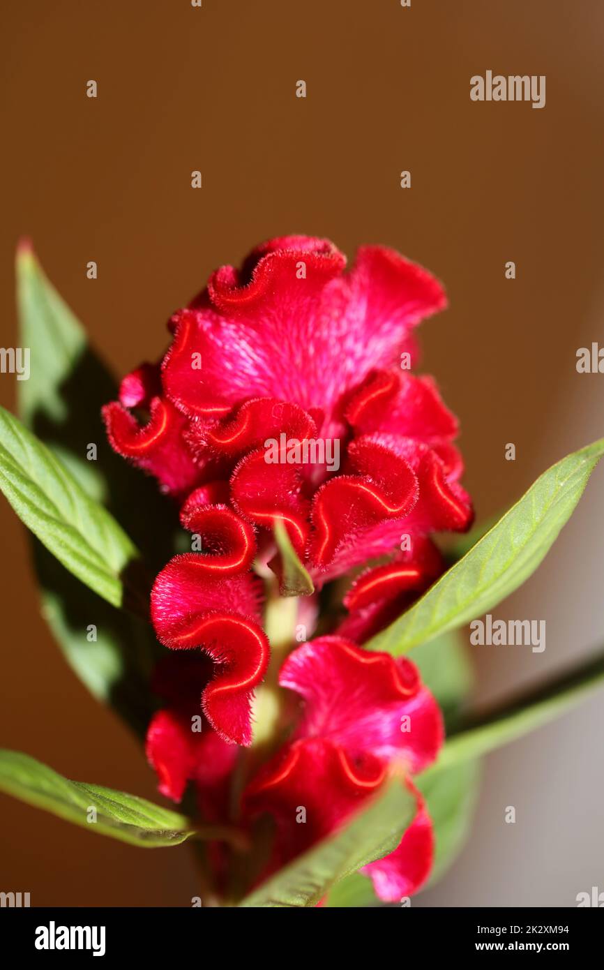 Red flower blossom close up celosia argentea family amaranthaceae botanical background high quality big size print Stock Photo